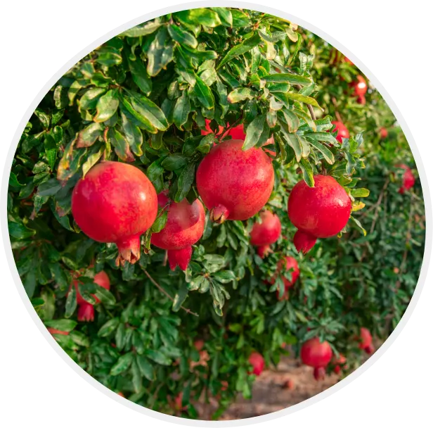 pomegranates in a tree